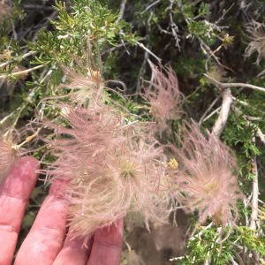 Fluffy flower leaf flower fluff type things at the Grand Canyon