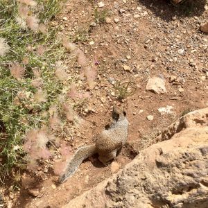 Cute critter at the Grand Canyon