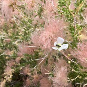 Pretty flowers with a little bee at the Grand Canyon